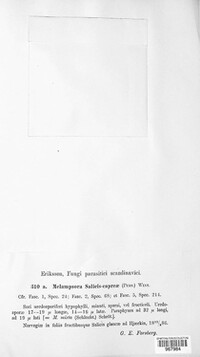 Melampsora caprearum image